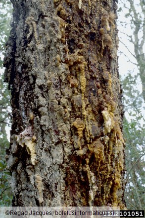 smolasti plemenec (<i>Dioryctria splendidella</i>) na <i>Pinus</i> spp.