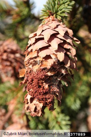 smrekov plamenec ali smrekov storžev veščec (<i>Dioryctria abietella</i>) na <i>Picea</i> spp.