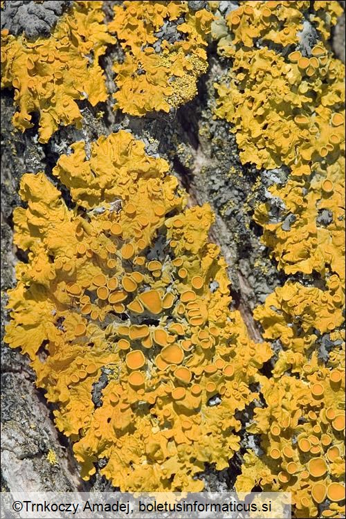 Xanthoria parietina