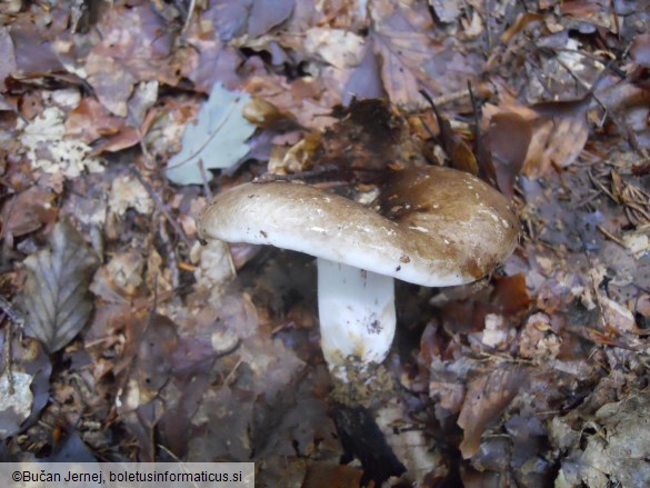 Russula nigricans