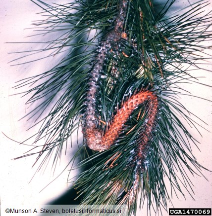 zavijač borovih poganjkov (<i>Rhyacionia buoliana</i>) na <i>Pinus resinosa</i>