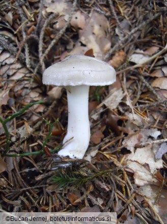 Hygrophorus agathosmus