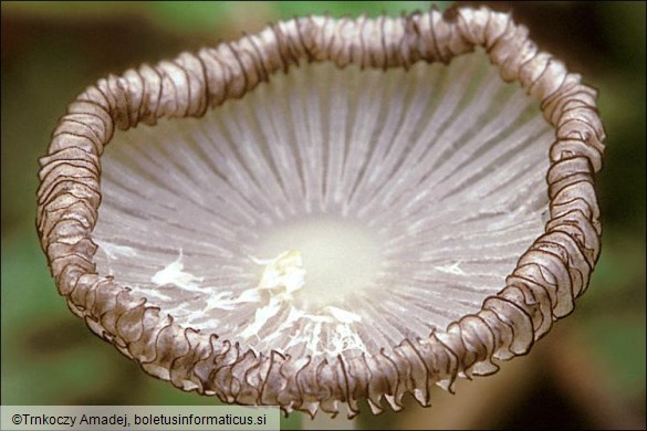 Coprinopsis