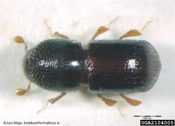 <i>Xyleborus germanus</i>