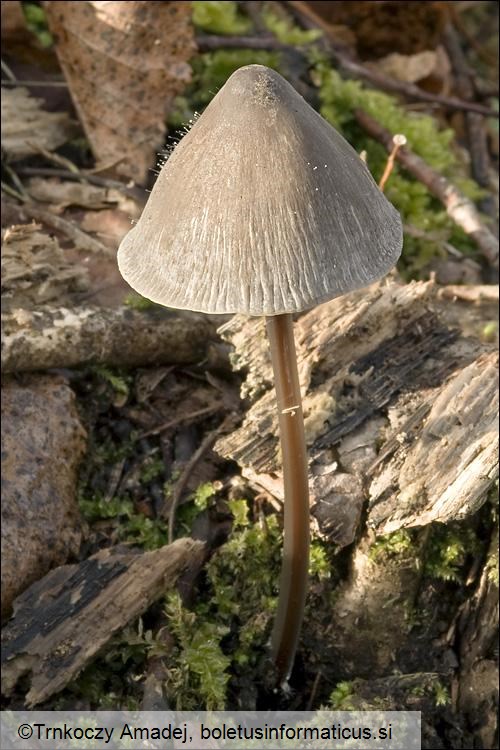 Mycena polygramma