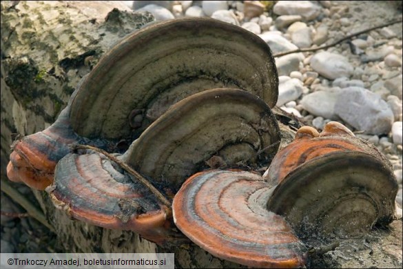 Fomitopsis pinicola