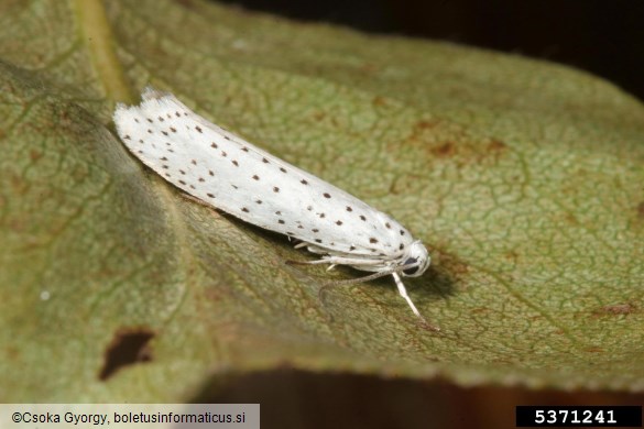 čremsov zapredkar (<i>Yponomeuta evonymella</i>)