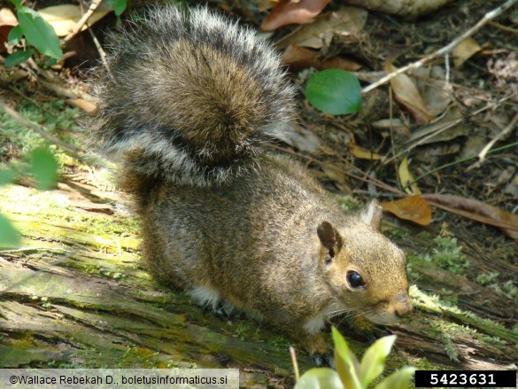 siva veverica (<i>Sciurus carolinensis</i>)