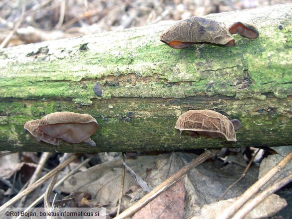 Auricularia auricula-judae