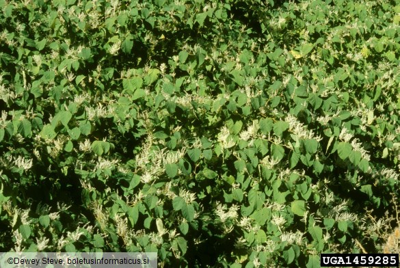 japonski dresnik (<i>Fallopia japonica</i>)