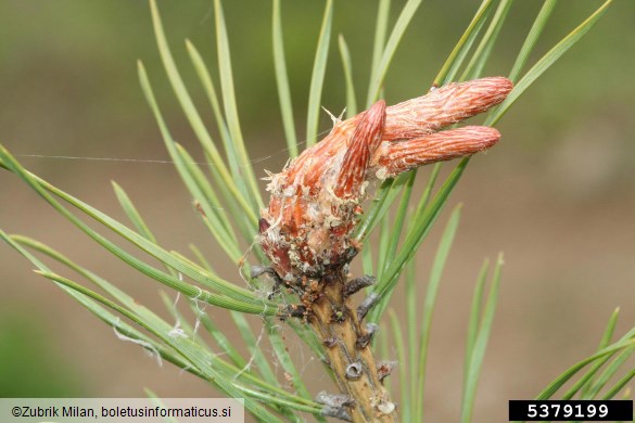 zavijač borovih poganjkov (<i>Rhyacionia buoliana</i>) na <i>Pinus</i> spp.