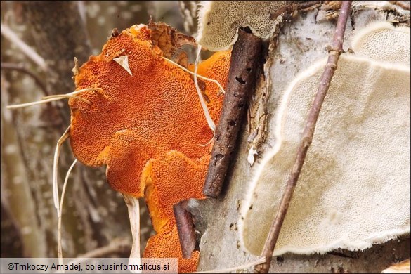 Pycnoporus cinnabarinus