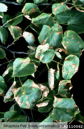 <i>Apiognomonia errabunda</i> na <i>Tilia</i> spp.