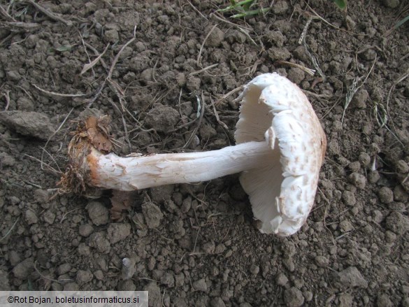 Lepiota ignivolvata