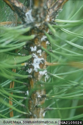 šesterozobi smrekov lubadar (<i>Pityogenes chalcographus</i>) na <i>Pinus nigra</i>