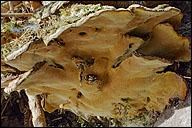 Phellinus ribis