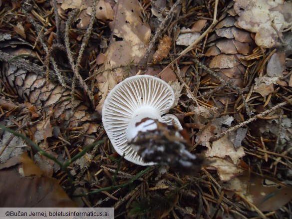 Hygrophorus agathosmus