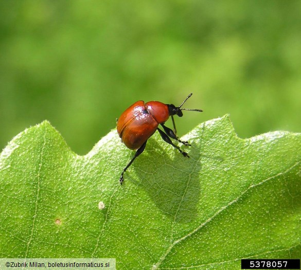 zavijač (<i>Attelabus</i>) na <i>Quercus</i> spp.