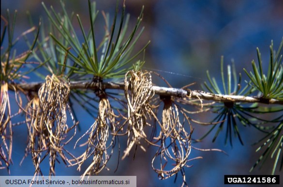 osip macesnovih iglic (<i>Hypodermella laricis</i>) na <i>Larix occidentalis</i>