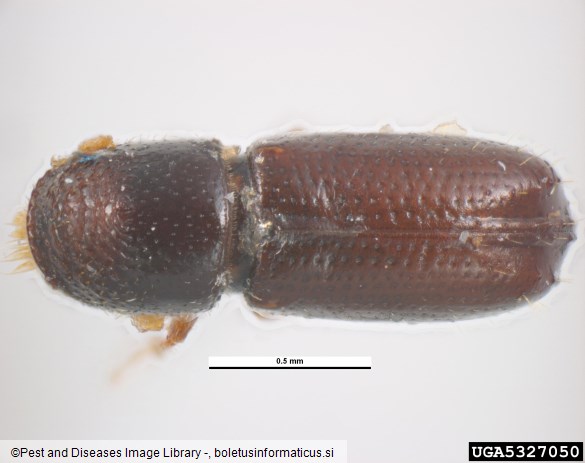jelov vejni lubadar (<i>Pityophthorus pityographus</i>)