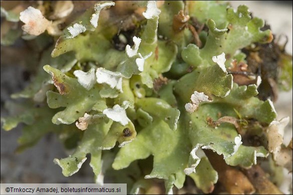 Cladonia foliacea