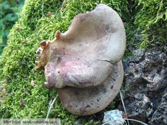 Lentinus conchatus