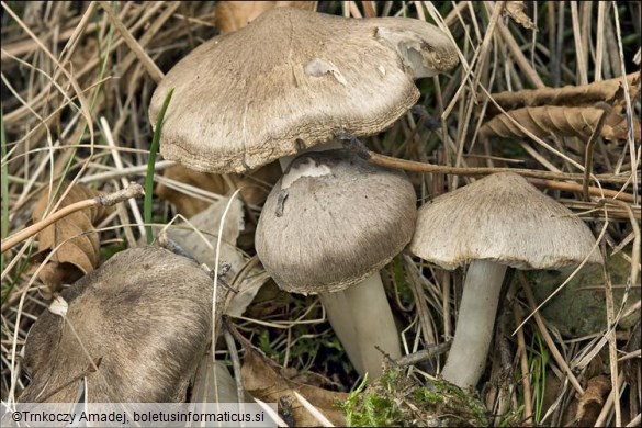 Tricholoma myomyces