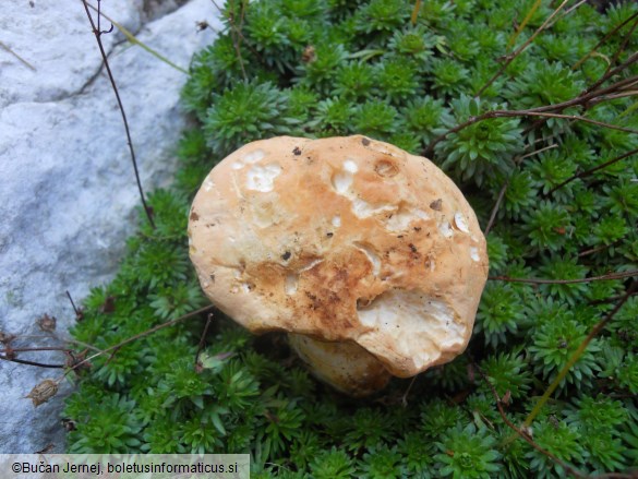 Hydnum repandum