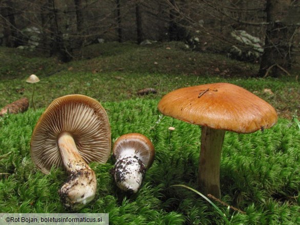 Cortinarius allutus