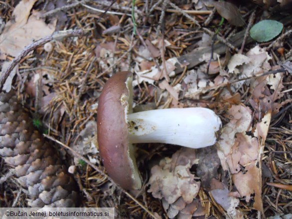 Russula integra