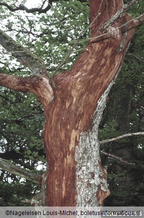 hrastov beljavar (<i>Scolytus intricatus</i>) na <i>Quercus</i> spp.