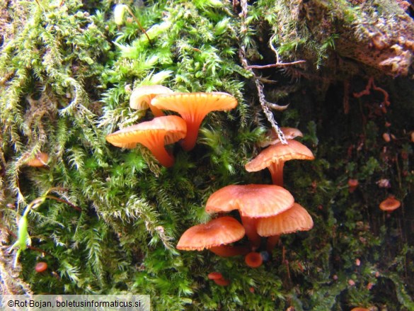 Xeromphalina campanella