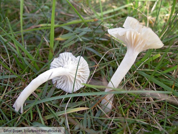 Hygrocybe virginea