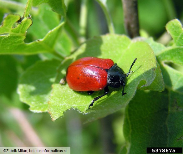 rdeča topolovka (<i>Chrysomela populi</i>) na <i>Populus</i> spp.