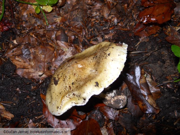 Tricholoma sejunctum