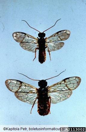 <i>Cephalcia abietis</i>