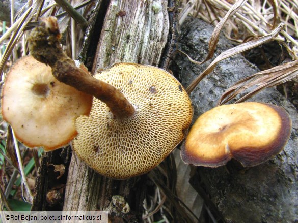 Polyporus brumalis