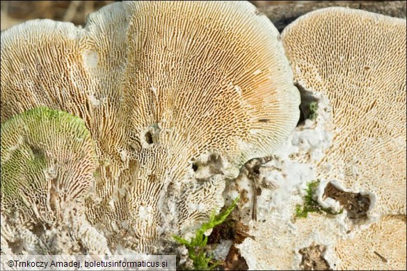 Trametes gibbosa