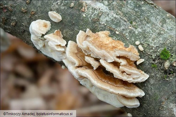 Trametes ochracea