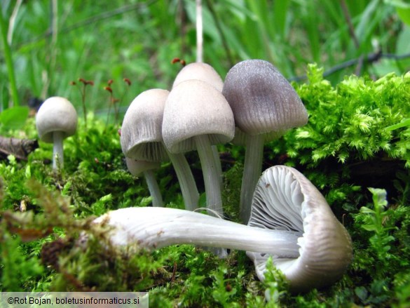 Mycena polygramma