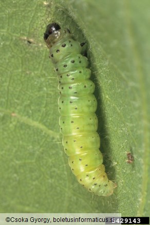 zeleni hrastov zavijač (<i>Tortrix viridana</i>)