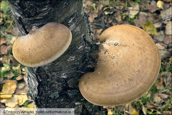 Piptoporus betulinus