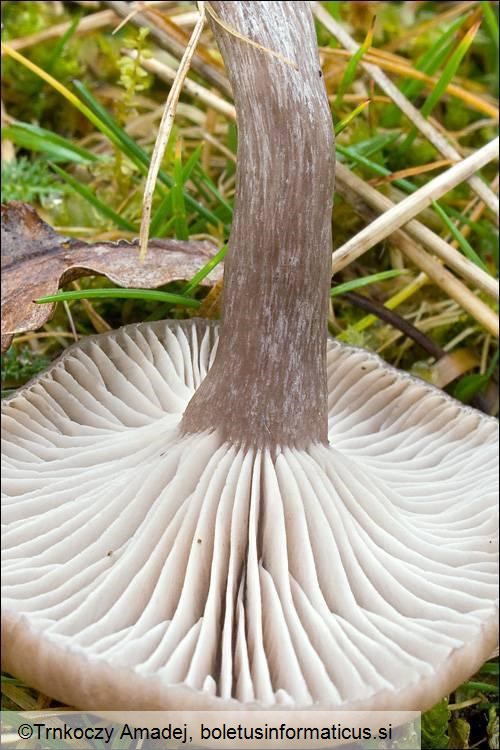 Pseudoclitocybe expallens