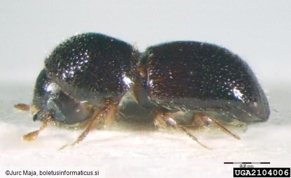 <i>Xyleborus germanus</i>