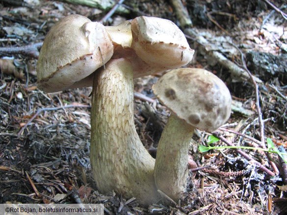 Tylopilus felleus