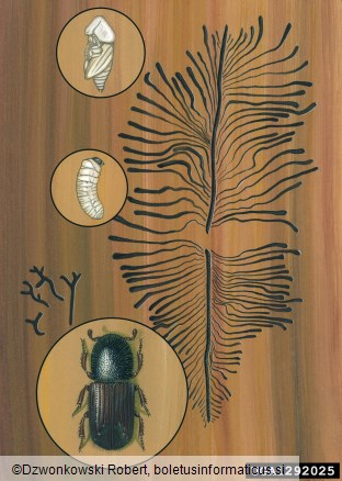 osmerozobi smrekov lubadar ali knaver (<i>Ips typographus</i>)