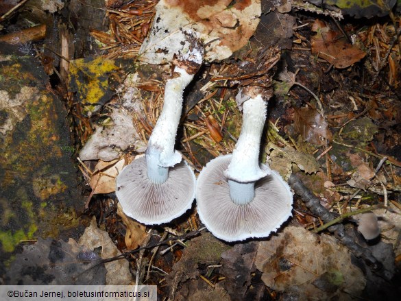 Stropharia aeruginosa