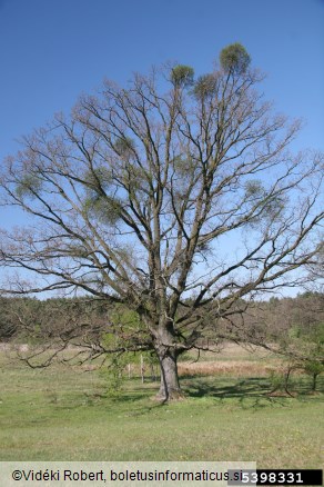 navadno ohmelje (<i>Loranthus europaeus</i>)