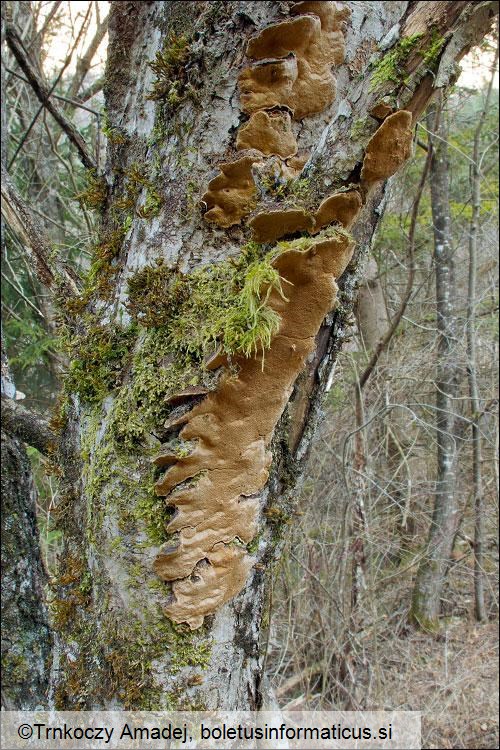 Phellinus conchatus