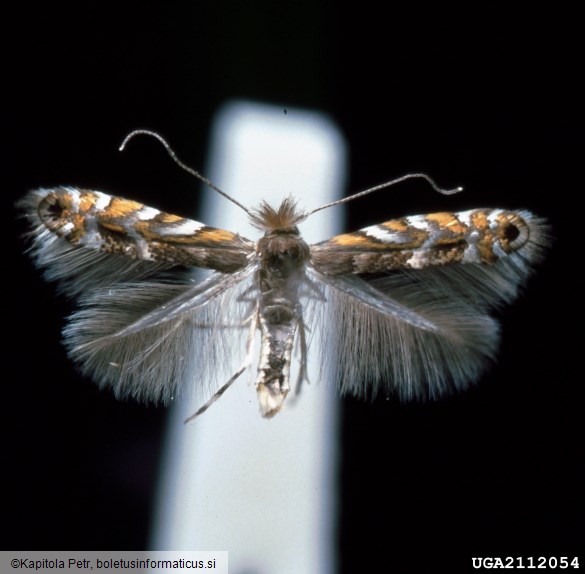 listni zavrtač robinije (<i>Phyllonorycter robiniella</i>)